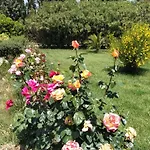 Le Rose Olmedo
