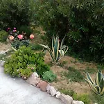 Le Rose