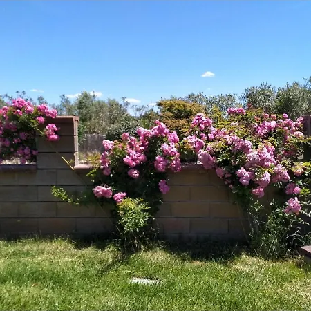 Le Rose