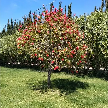 Le Rose *