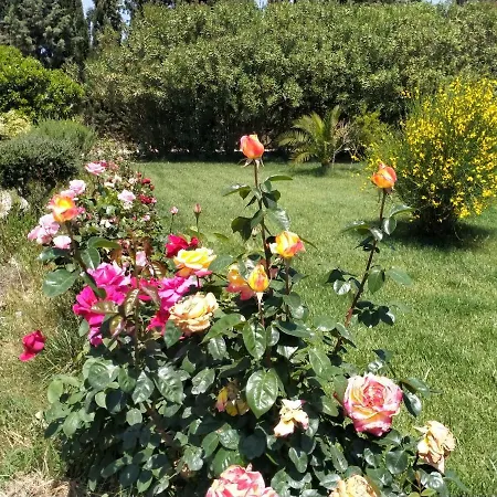 Le Rose Olmedo